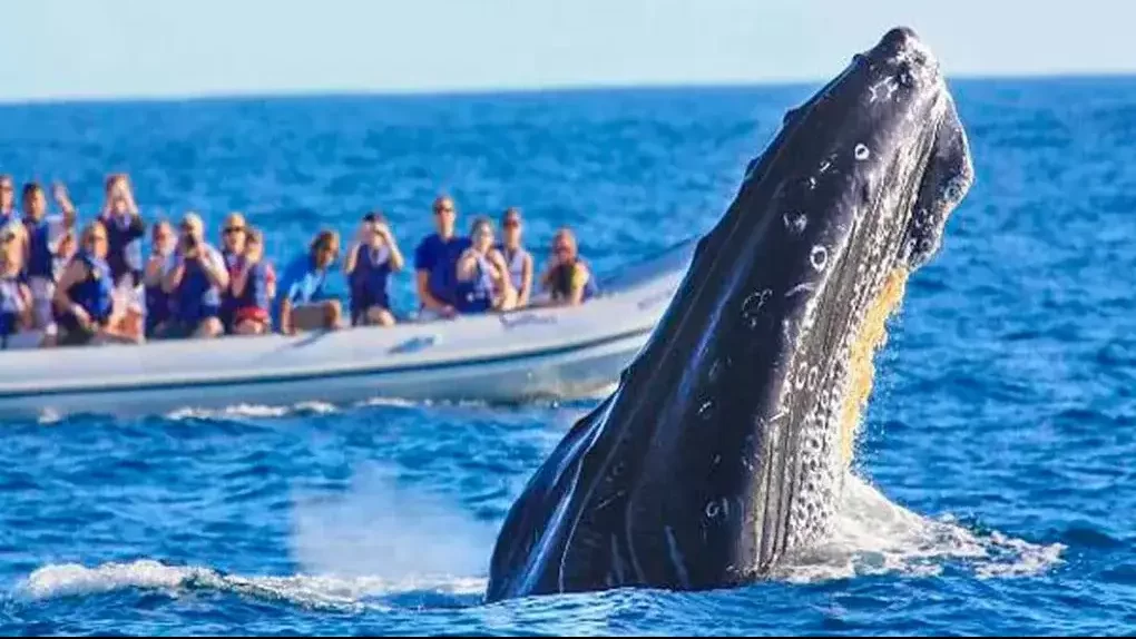 Avistamiento de ballenas jorobadas
